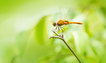 Dragonfly in sunlight nature green background