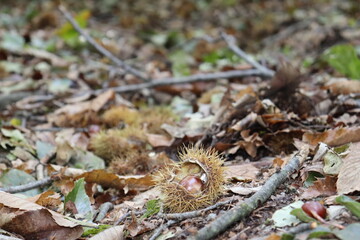 Autunno