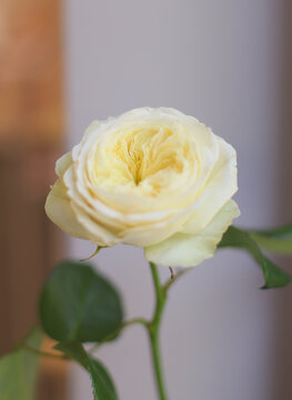 Juliet rose ,pale yellow. Macro photo