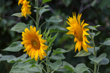 Detailed view of a sunflower flower, yellow and orange colored flower