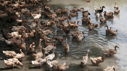 A flock of brown ducks in a shallow river