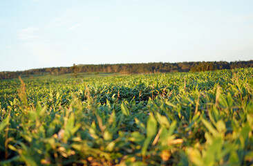 field in Hokkaido, JAPAN