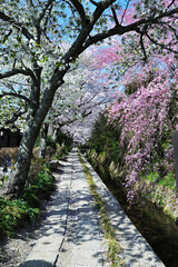 Fototapeta premium 桜の哲学の道