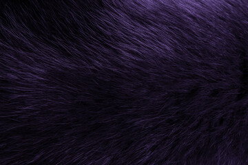 Texture of beautiful purple fox fur close up. Purple background, toned