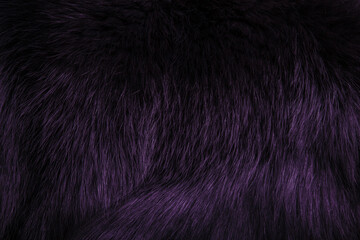 Texture of beautiful purple fox fur close up. Purple background, toned
