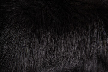 Texture beautiful black fluffy fox fur close-up. Black background