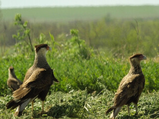 Pareja de Caranchos