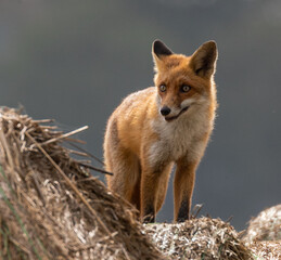 Red Fox, young, one of 2 siblings, playing among hay bales