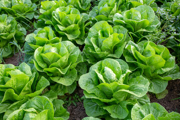 Green fresh lettuce field, Izmir / Turkey