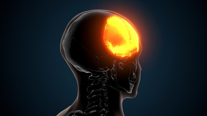 3d illustration of human skeleton skull frontal bone anatomy  © PIC4U
