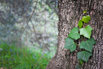 Ivy on a tree trunk, Southern Italy