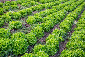 Field of growing curled salad plants planted in rows.