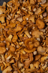 background with many chanterelle mushrooms
