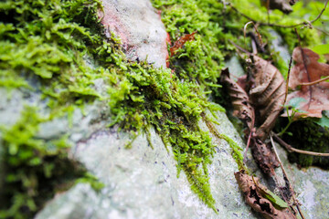 Different kinds of moss, Pollino national park, Southern Italy