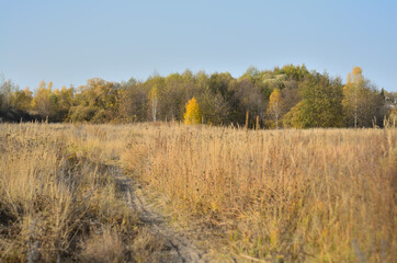 Yellow autumn forest in the Tambov region .