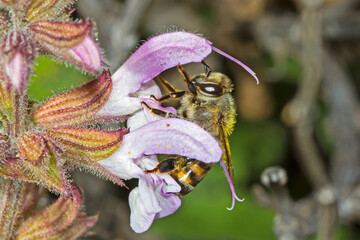 Melittid Bee on pink sage flower