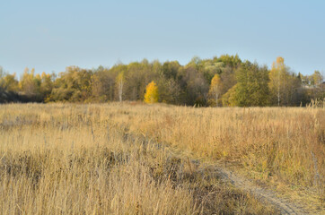 Fototapeta premium Yellow autumn forest in the Tambov region .