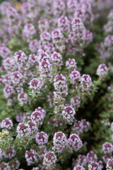 alyssum