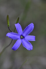 Blue, the rarest flowering color.