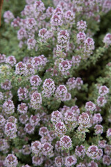 Obraz premium Alyssum