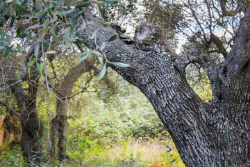 Details from an old olive tree, Southern Italy
