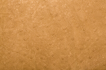 Skin texture ostrich beige. Background