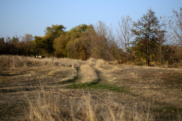 Obraz premium Yellow autumn forest in the Tambov region .