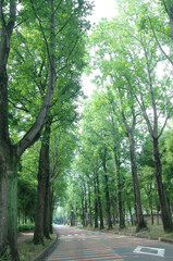 並木道