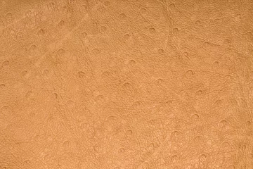 Foto op Plexiglas Skin texture ostrich beige. Background © Arina B
