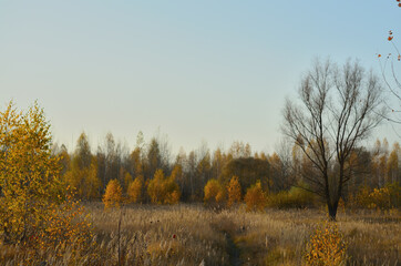 Fototapeta premium Yellow autumn forest in the Tambov region .