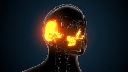 3d illustration of human skeleton skull spheroid bone anatomy © PIC4U