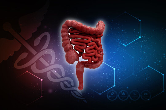 3D illustration of human Large Intestine
