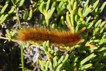 Hairy orange caterpillar feeding on green plant