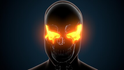 3d illustration of human skeleton skull spheroid bone anatomy © PIC4U