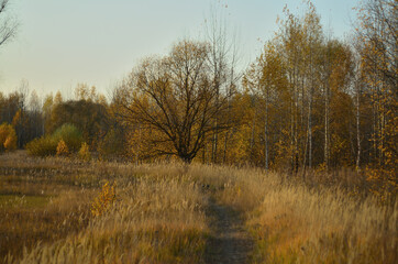 Yellow autumn forest in the Tambov region .
