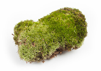 Green moss