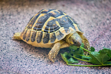 Turtle testudo hermanni
