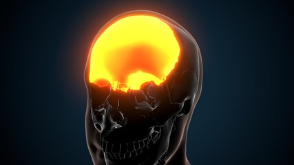 3d illustration of human skeleton skull frontal bone anatomy