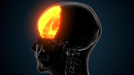 3d illustration of human skeleton skull frontal bone anatomy