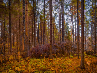 Obraz premium Autumn forest / осенний лес