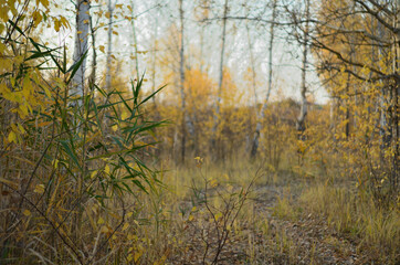 Yellow autumn forest in the Tambov region .