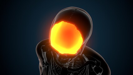 Human Skeleton Skull Frontal Bone Anatomy .3D Illustration. © PIC4U