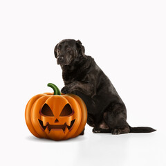 Cute puppy with halloween Jack-o-Lantern pumpkin isolated on white studio background. Meeting the autumn holidays with traditional decoration. Concept of pet's love, fun, sales, ad. Copyspace.