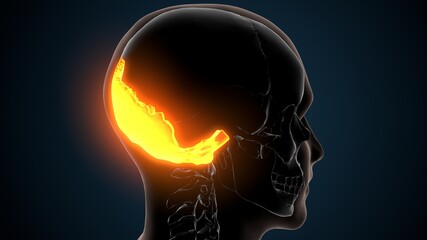 3d illustration of human skeleton skull occipital bone anatomy