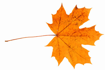 maple-leaf
