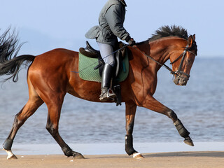 Bay horse runs at a gallop along  shoreline of  sea