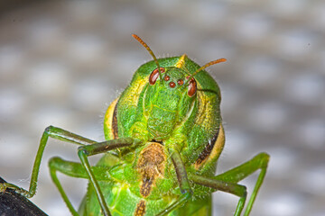 Close-up of head of green Bladder Grasshopper