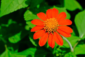 Beautiful blooming Red Mexican sunflower (Tithonia rotundifolia) with blurred green leaves background.