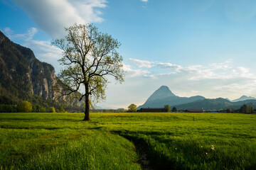 Lonely tree in spring in the evening light in Ebbs near Kufstein with mountains in the background