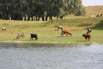 Obraz na płótnie Canvas Cows grazing peacefully on the river bank. The concept of agricultural life.